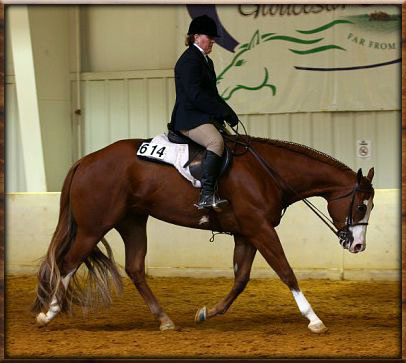 english pleasure aqha